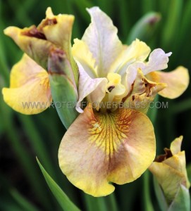 IRIS (SIBERIAN IRIS) SIBIRICA ‘WHITE AMBER‘ I (25 P.BAG)