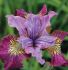 IRIS SIBERIAN IRIS SIBIRICA MISS APPLE I 25 P.BAG