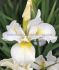 IRIS SIBIRICA WHITE SWIRL I 10 QUALITY PKGS.X 1