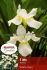 IRIS SIBIRICA WHITE SWIRL I 10 QUALITY PKGS.X 1