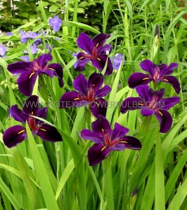 IRIS (WATER IRIS) LOUISIANA ‘BLACK GAMECOCK‘ I (25 P.BAG)