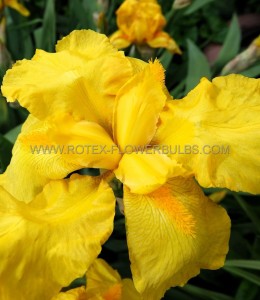 IRIS (WATER IRIS) LOUISIANA ‘LAURA LOUISE‘ I (25 P.BAG)