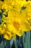 DAFFODIL NARCISSUS TRUMPET DUTCH MASTER 10-12 10 JUMBO LANDSCAPE PKGS.X 50