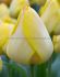 TULIPA DARWIN HYBRID GOLDEN APELDOORN 1112 CM. 10 JUMBO LANDSCAPE PKGS.X 50