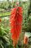 KNIPHOFIA TORCH LILY CRIMSON I 25 P.BAG