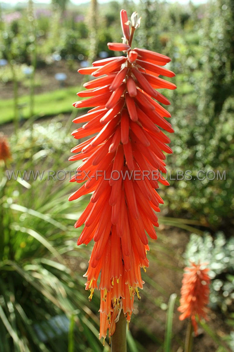 KNIPHOFIA (TORCH LILY) ‘CRIMSON‘ I (25 P.BAG)