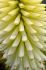 KNIPHOFIA TORCH LILY SAGE I 25 P.BAG