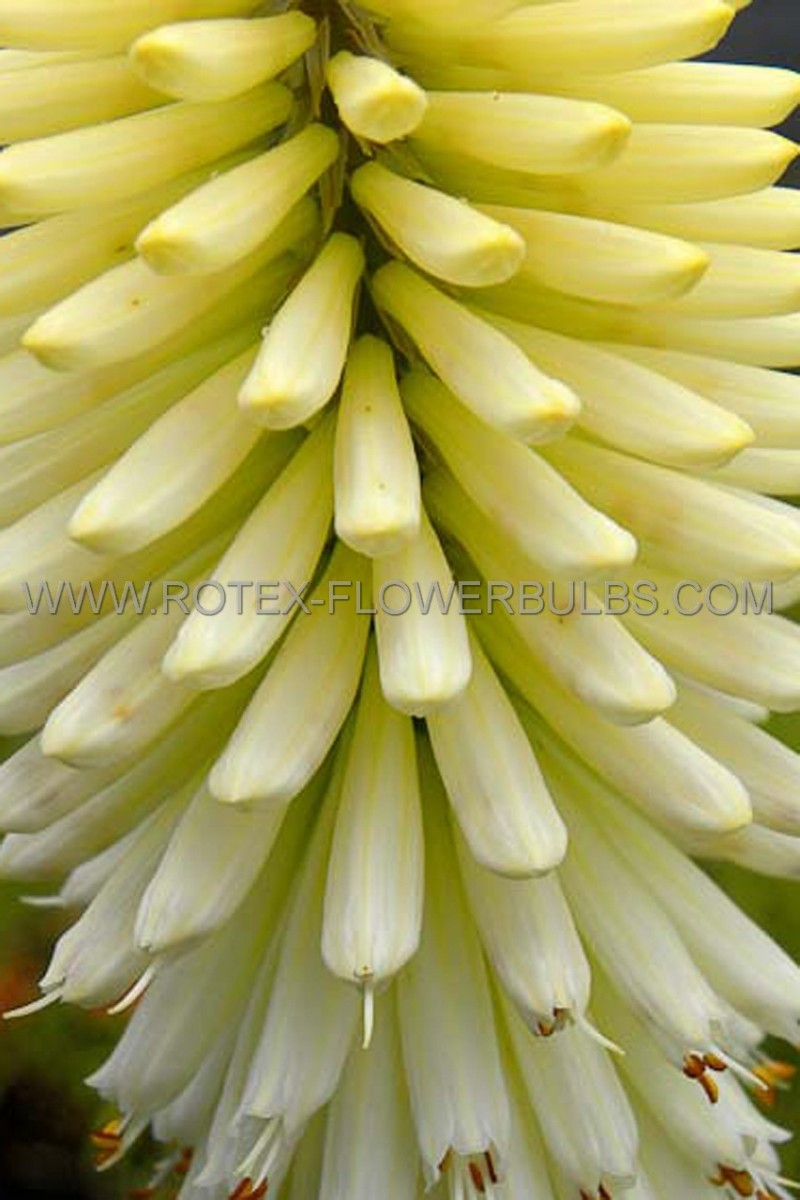 KNIPHOFIA (TORCH LILY) ‘SAGE‘ I (25 P.BAG)