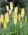 KNIPHOFIA TORCH LILY SAGE I 25 P.BAG