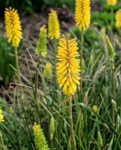 KNIPHOFIA (TORCH LILY) ‘SUNGLOW‘ I (25 P.BAG)