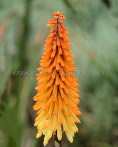 KNIPHOFIA (TORCH LILY) ‘SUNSET‘ I (25 P.BAG)