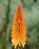 KNIPHOFIA TORCH LILY SUNSET I 25 P.BAG