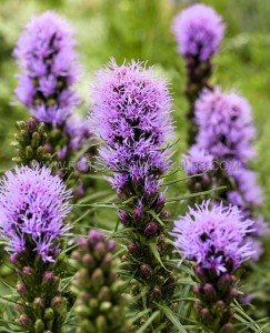 LIATRIS (BLAZING STAR) SPICATA ‘COBALUS‘ I (25 P.BAG)