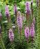 LIATRIS BLAZING STAR SPICATA I 75 P.BAG