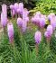 LIATRIS BLAZING STAR SPICATA KOBOLD ORIGINAL I 25 P.BAG