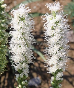 LIATRIS (BLAZING STAR) SPICATA ‘ALBA‘ I (75 P.BAG)