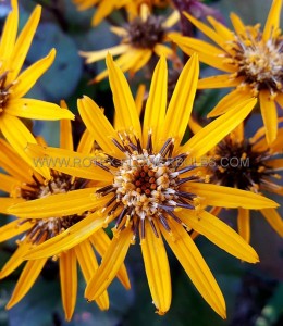 LIGULARIA (GOLDEN RAY) DENTATA ‘BRITT-MARIE CRAWFORD‘ I (25 P.BAG)