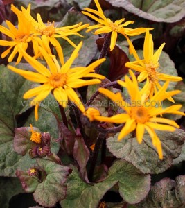 LIGULARIA (GOLDEN RAY) DENTATA ‘GARDEN CONFETTI‘ I (25 P.BAG)