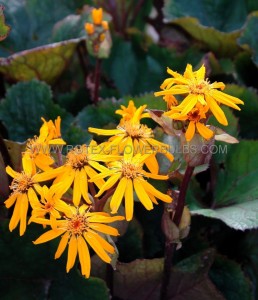 LIGULARIA (GOLDEN RAY) DENTATA ‘LITTLE GOLDEN RAY‘ I (25 P.BAG)