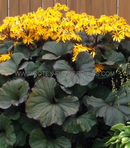 LIGULARIA (GOLDEN RAY) DENTATA ‘OTHELLO‘ I (25 P.BAG)