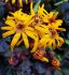 LIGULARIA GOLDEN RAY DENTATA PANDORA I 25 P.BAG