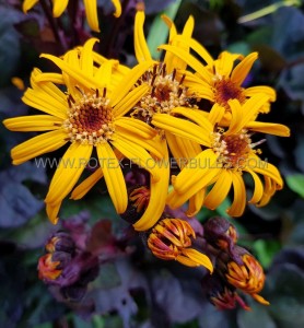 LIGULARIA (GOLDEN RAY) DENTATA ‘PANDORA‘ I (25 P.BAG)