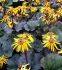 LIGULARIA GOLDEN RAY DENTATA TWILIGHT I 25 P.BAG