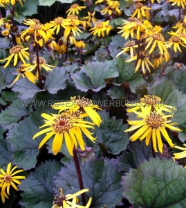 LIGULARIA (GOLDEN RAY) DENTATA ‘TWILIGHT‘ I (25 P.BAG)