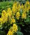 LIGULARIA GOLDEN RAY X HESSEI LITTLE LANTERN I 25 P.BAG