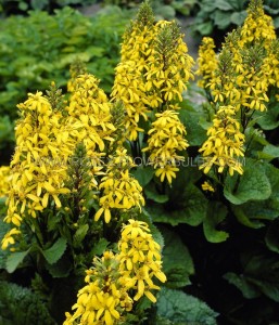 LIGULARIA (GOLDEN RAY) X HESSEI ‘LITTLE LANTERN‘ I (25 P.BAG)