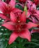 LILIUM ASIATIC BORDERPOTS HAPPY LOVE 1618 CM. 10 QUALITY PKGS.X 2