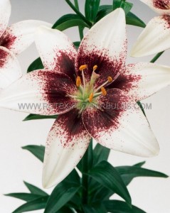 LILIUM ASIATIC ‘EASY SPOT‘ 16/18 CM. (10 PKGS.X 2)