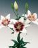 LILIUM ASIATIC EASY SPOT 1618 CM. 10 PKGS.X 2