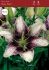 LILIUM ASIATIC EASY SPOT 1618 CM. 25 P.OPEN TOP BOX