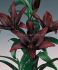 LILIUM ASIATIC NIGHTRIDER 1618 CM. 25 LOOSE P.OPEN TOP BOX