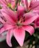 LILIUM ASIATIC PINK COUNTY 1618 CM. 10 PKGS.X 2