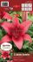 LILIUM ASIATIC PINK COUNTY 1618 CM. 10 PKGS.X 2