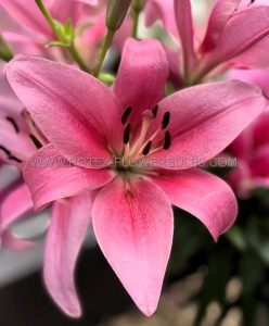 LILIUM ASIATIC ‘PINK COUNTY‘ 16/18 CM. (25 P.OPEN TOP BOX)