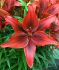 LILIUM ASIATIC RED HIGHLAND 1618 CM. 10 QUALITY PKGS.X 2