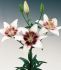 LILIUM ASIATIC TRIBAL KISS 1618 CM. 25 LOOSE P.OPEN TOP BOX