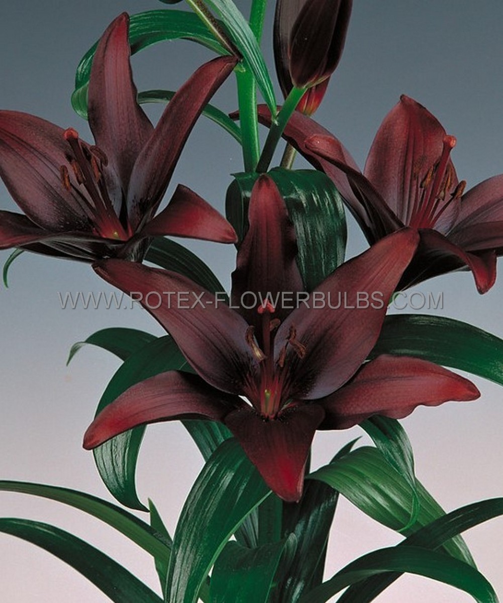 LILIUM (LILY) ASIATIC ‘NIGHTRIDER‘ 16/18 CM. (25 P.BAG)