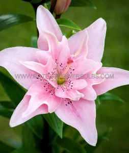 LILIUM (LILY) ASIATIC ‘ELODIE‘ 12/14 CM. (25 P.BAG)