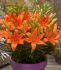 LILIUM LILY ASIATIC FANTASIATIC ORANGE 1214 CM. 25 P.BAG