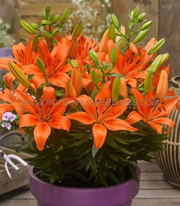 LILIUM (LILY) ASIATIC FANTASIATIC ‘ORANGE‘ 12/14 CM. (25 P.BAG)