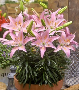 LILIUM (LILY) ASIATIC FANTASIATIC ‘PINK‘ 12/14 CM. (25 P.BAG)