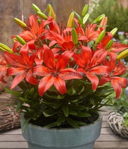 LILIUM (LILY) ASIATIC FANTASIATIC ‘RED‘ 12/14 CM. (25 P.BAG)