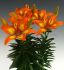 LILIUM LILY ASIATIC FANTASIATIC SPARK 1214 CM. 25 P.BAG