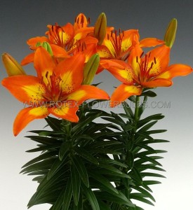 LILIUM (LILY) ASIATIC FANTASIATIC ‘SPARK‘ 12/14 CM. (25 P.BAG)