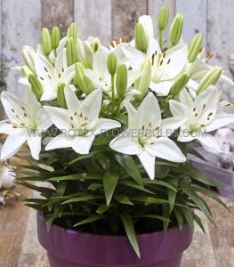 LILIUM (LILY) ASIATIC FANTASIATIC ‘WHITE‘ 12/14 CM. (25 P.BAG)