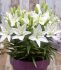 LILIUM LILY ASIATIC FANTASIATIC WHITE 1214 CM. 25 P.BAG